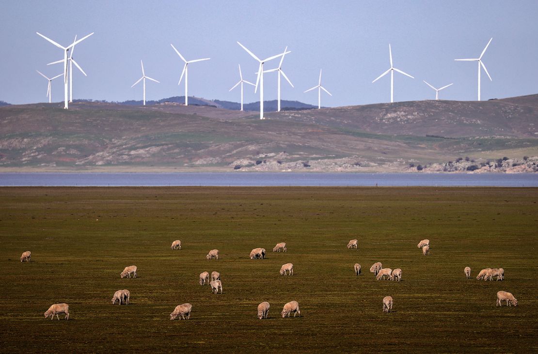 Sheep graze in front of wind turbines on Lake George on September 1, 2020, on the outskirts of Canberra, Australia.   