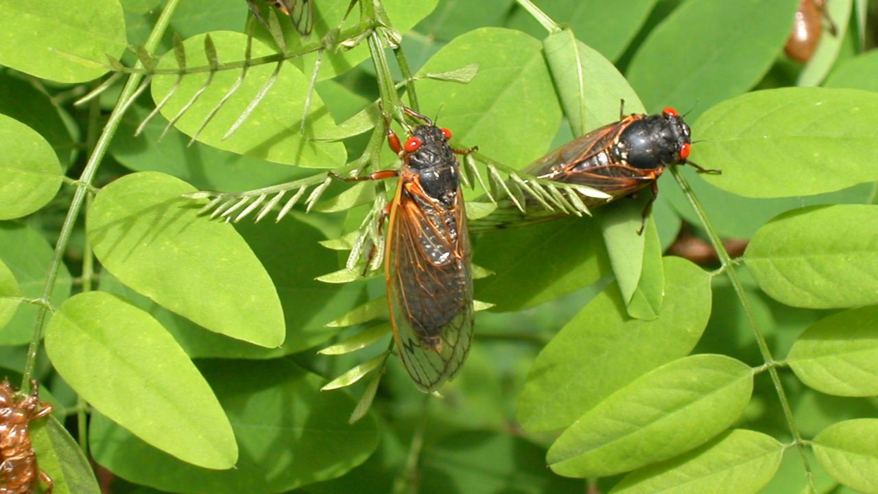 What Happens If You Eat Spice Bugs: Shocking Discoveries Revealed!