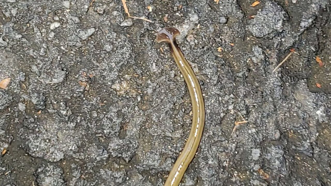 01 hammerhead worm georgia RESTRICTED