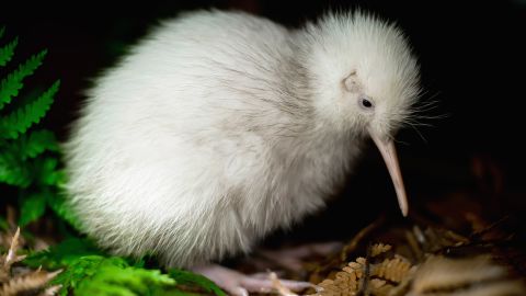 WELLINGTON, NEW ZEALAND - JUNE 1: In this handout photo provided by the Pukaha Mt Bruce National Wildlife Centre, a rare white kiwi chick is seen in an outdoor enclosure in the forest reserve at the National Wildlife Centre on June 1, 2011 in Wellington, New Zealand. The all-white kiwi, named 'Manukura' is suspected to be the first white chick born in captivity. The chick is the thirteenth of fourteen baby kiwis hatched at the wildlife centre this season. (Photo by Mike Heydon/Jet Productions NZ Limited via Getty Images)