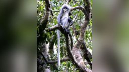 Popa langur, a monkey that lives in Myanmar, is one of the newly described species.