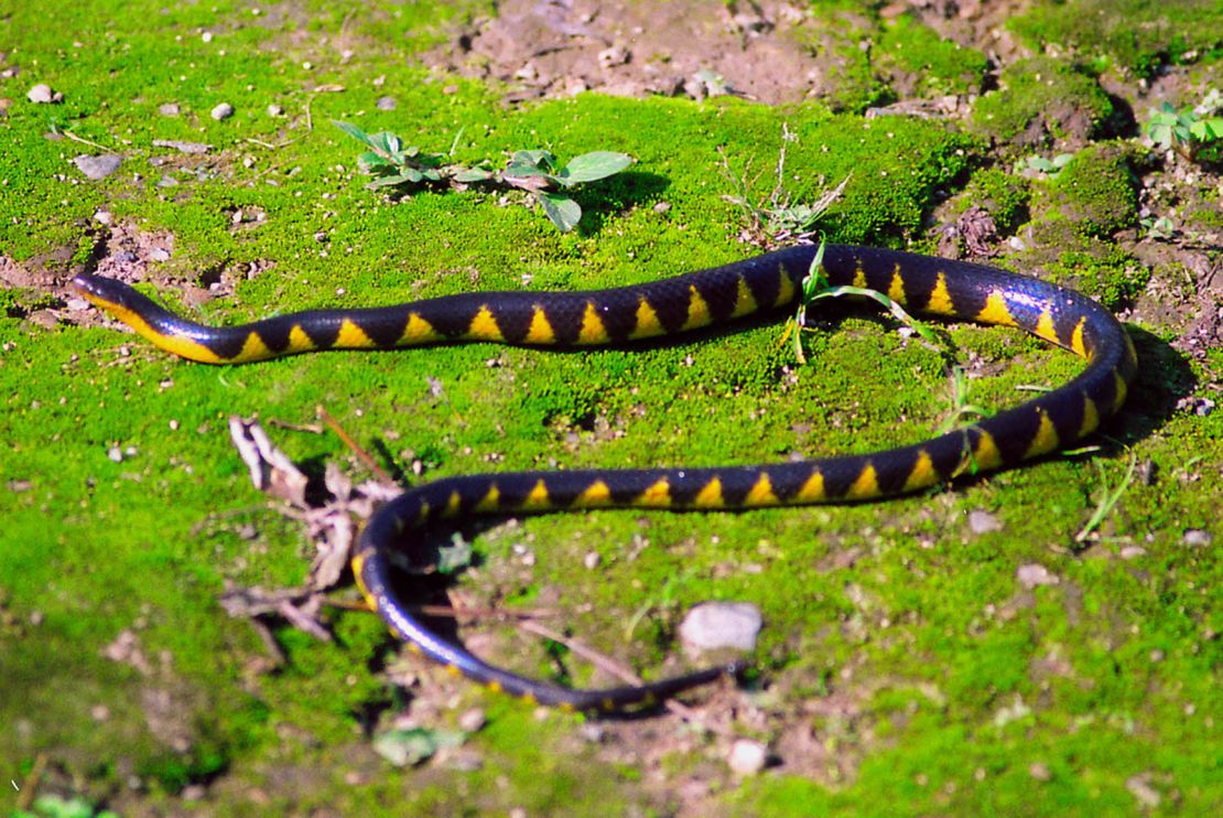 A Natricine snake was one of nine new snake species described in 2020.