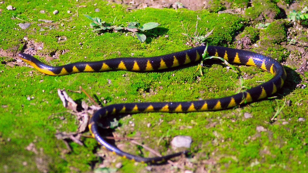 A Natricine snake was one of nine new snake species described in 2020.