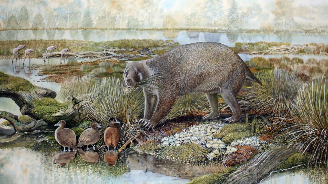 An artist's impression depicts the wombat-like marsupial Mukupirna nambensis.