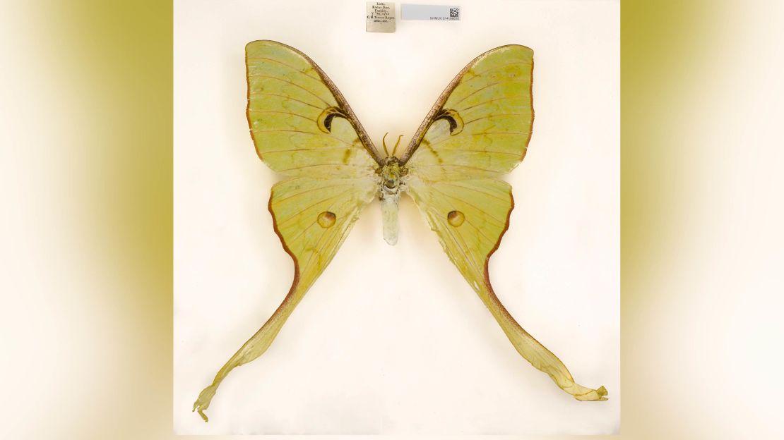 Actias keralana is a moth found in India.