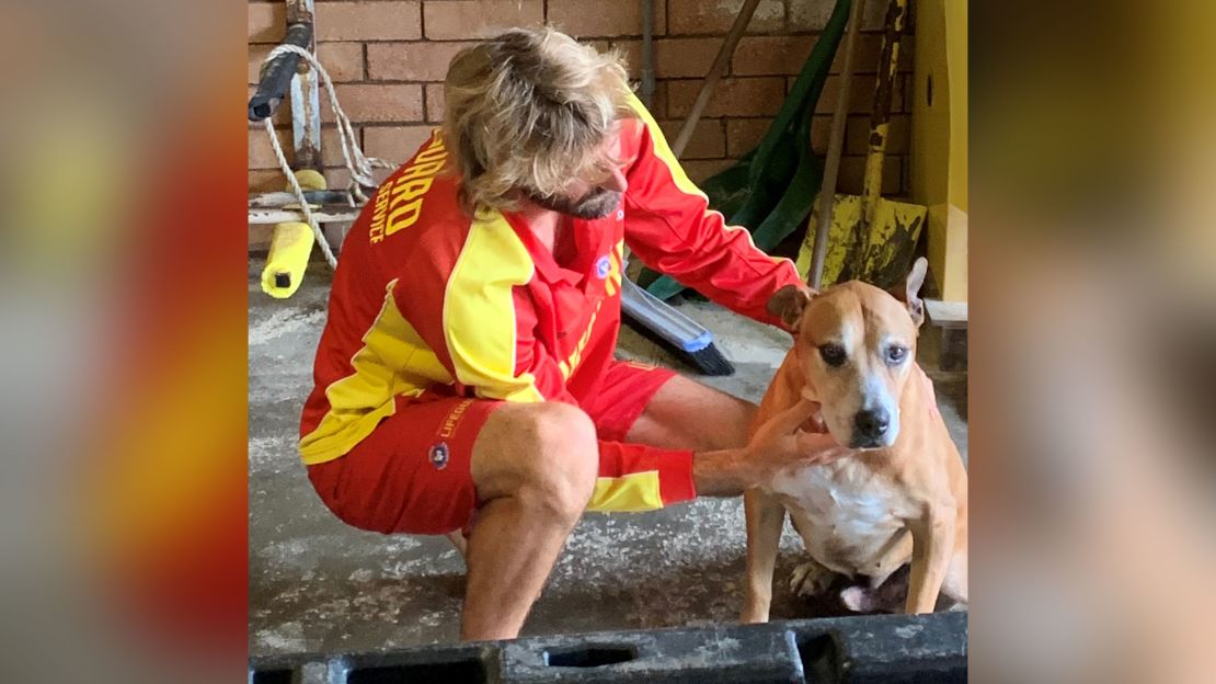 Mitch the dog was rescued by Surf Lifesaving Queensland.