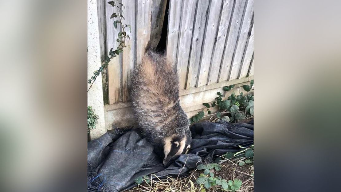 A badger needed a bit of help after getting his butt wedged in a garden fence.