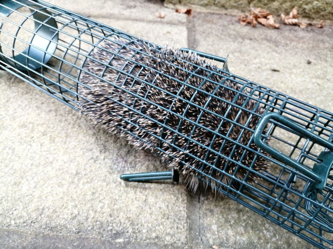 A hungry hedgehog crawled inside a discarded bird feeder in search of food and got stuck. 