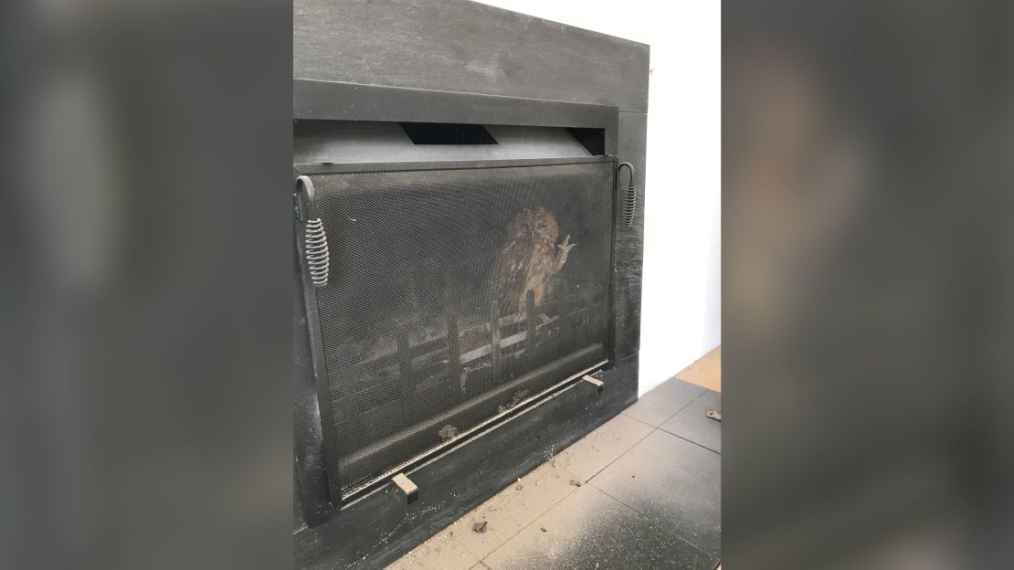 This angry-looking tawny owl needed help after getting stuck inside a fireplace.