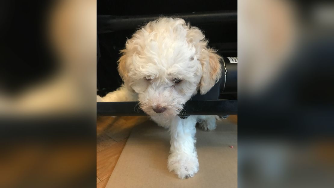 An eight-week-old cockapoo crawled under the recliner and got his fur caught. The RSPCA freed him with the help of the local fire department.  