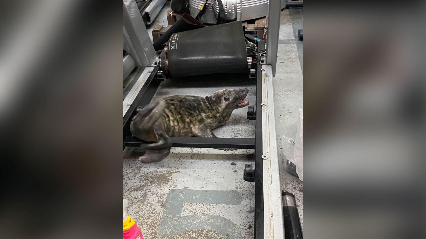 Workers at a gym equipment  warehouse were stunned to find a gray seal pup among the treadmills.