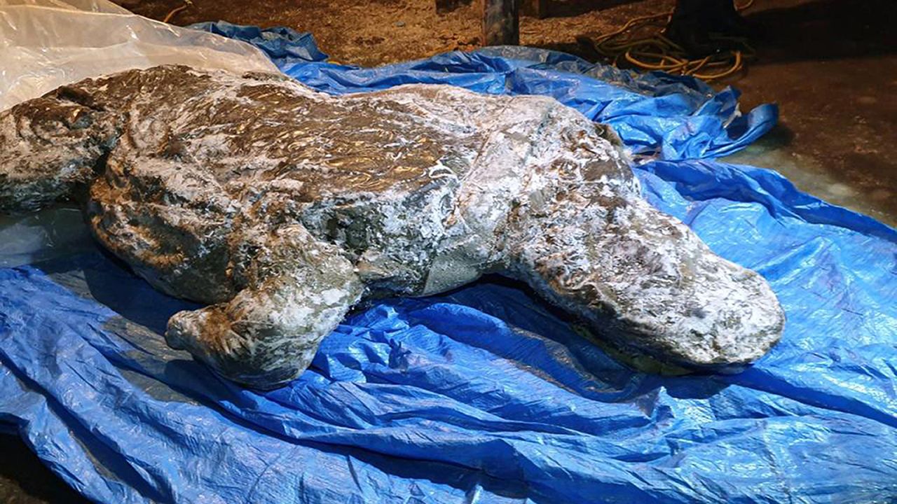 The well-preserved carcass with most of its internal organs still intact was released by permafrost in August.