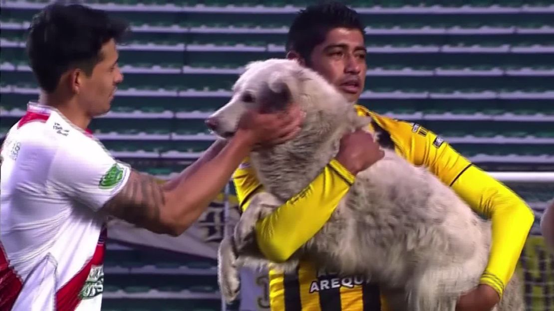 A player carries the dog off the pitch. 