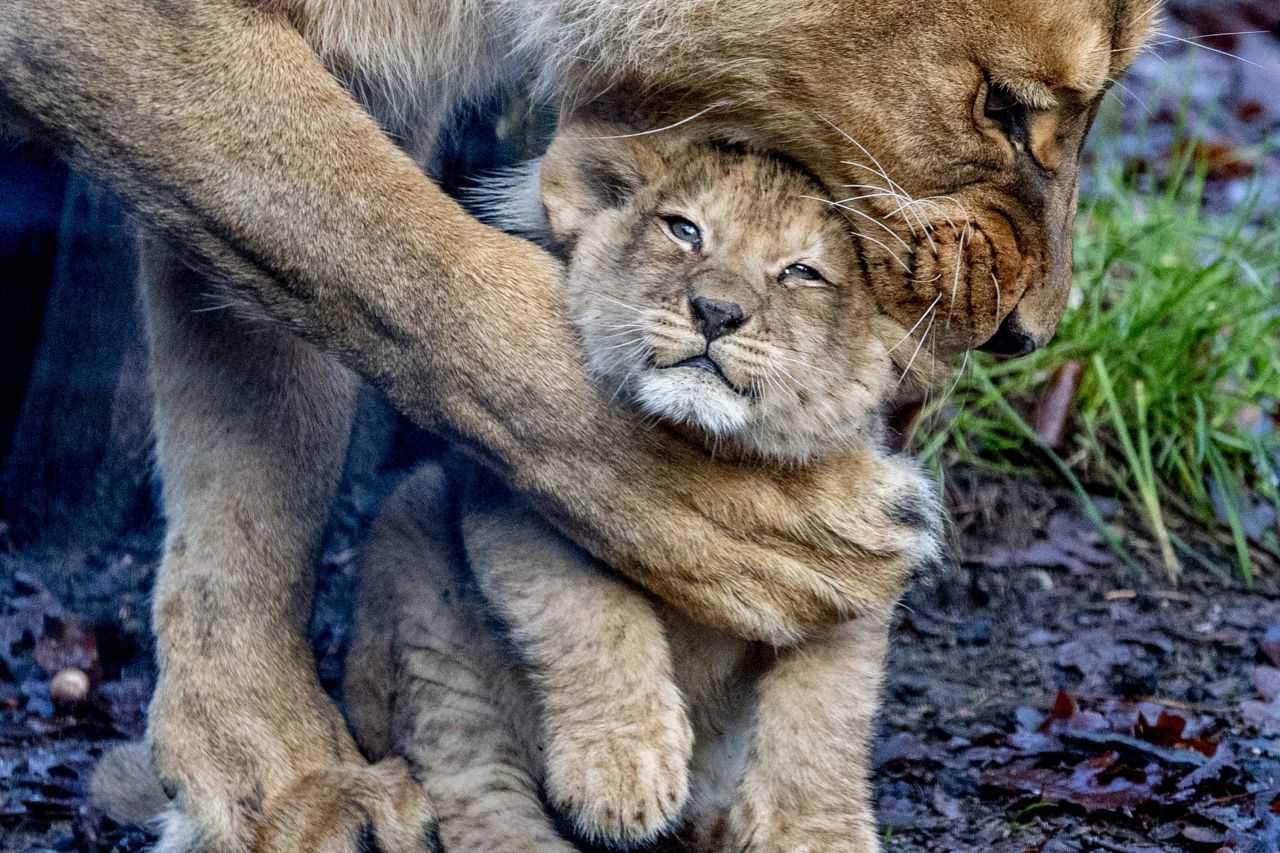A lion attends to a cub at the DierenPark zoo in Amersfoort, Netherlands, on Wednesday, December 30.
