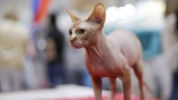 A Sphynx cat is seen during the Mediterranean Winner 2016 cat show in Rome, Italy, April 3, 2016.