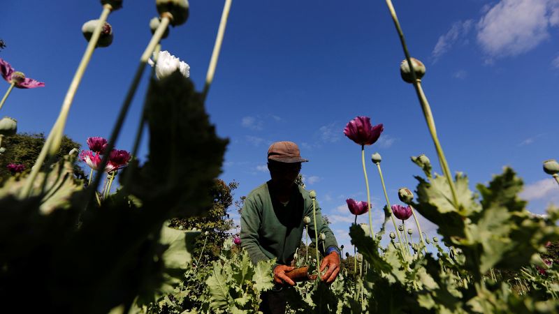 Myanmar opium cultivation hit highest level in a decade, UN report says