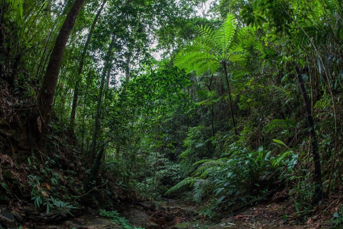 The island of Palawan is home to much of the Philippines' last remaining pristine rainforest.