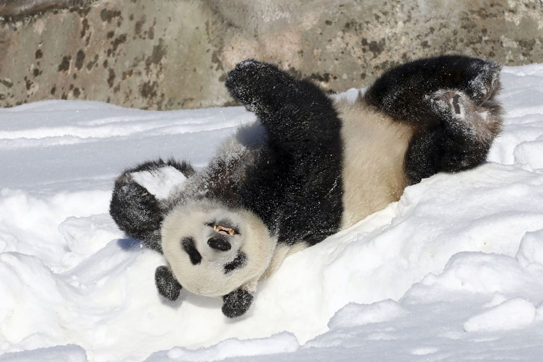 The pandas will soon go into a month-long quarantine before they are shipped back to China.