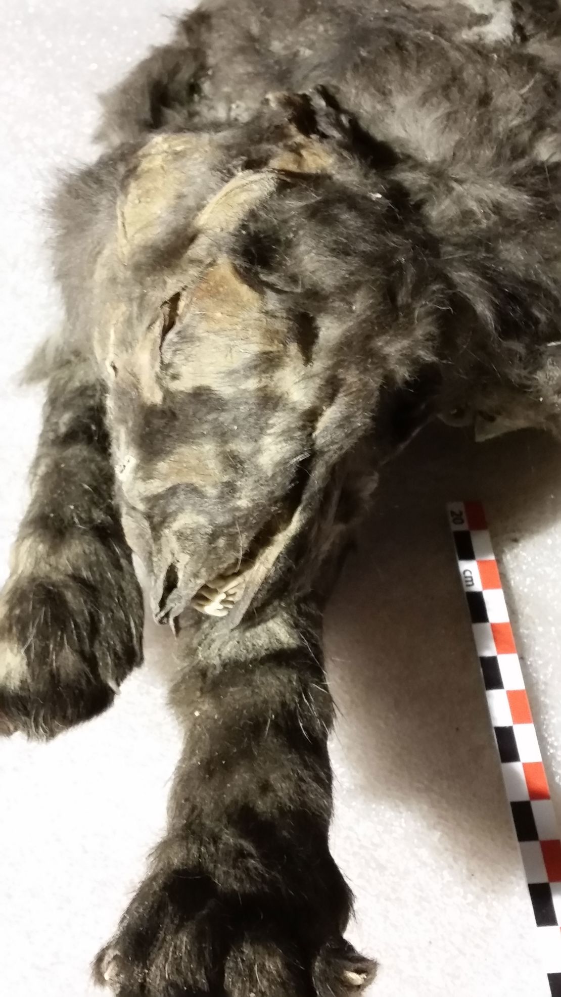 14,000-year-old mummified ‘doggies’ weren’t canine in any respect, new analysis presentations | The Gentleman Report