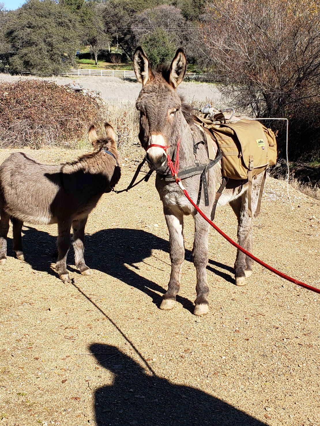 Diesel, right, as seen in 2018 -- the year before he got spooked and ran off.