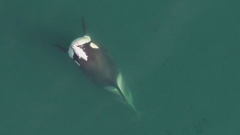 Orca A99, a member of the Northern Resident A clan, is photographed by drone in 2019 with a dead salmon on his head.