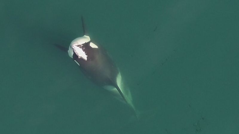 There’s something fishy about a recent sighting of an orca in a salmon ‘hat’