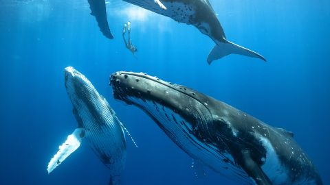 Caption: Freediver descends between 3 juvenile humpback whales the size of buses. While I was underwater holding my breath, for a brief moment, this was my view: a tiny human in the presence of giants