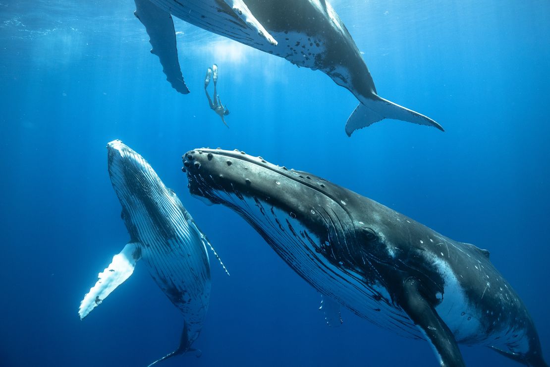 Three juvenile humpback whales, each equivalent to the size of a bus, dwarf a free diver.