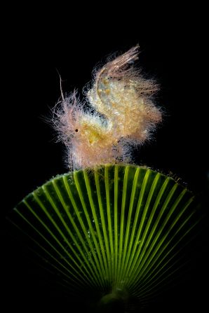 Paolo Bondaschi won the Macro category with this photograph of a hairy shrimp taken in Anilao, Philippines.