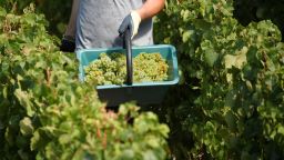A grape picker harvests fruit from the vines in a vineyard during the traditional Champagne wine harvest in Bethon, France, August 20, 2020. Picture taken August 20, 2020.