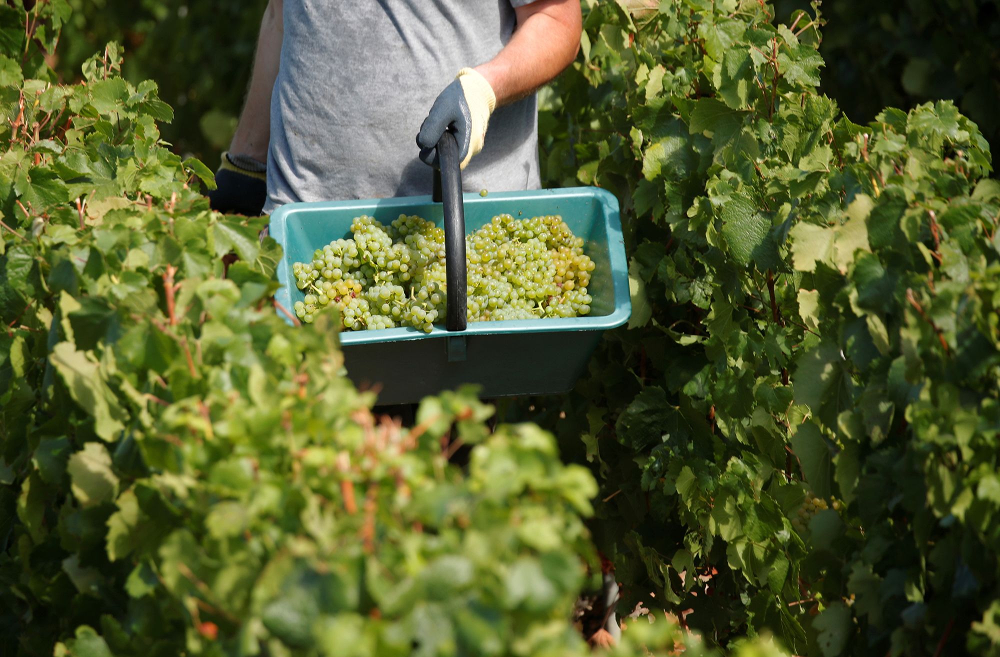 It's not just Champagne grape varieties they harvest in France. The country had a bumper crop of medals at Decanter World Wine Awards 2025.