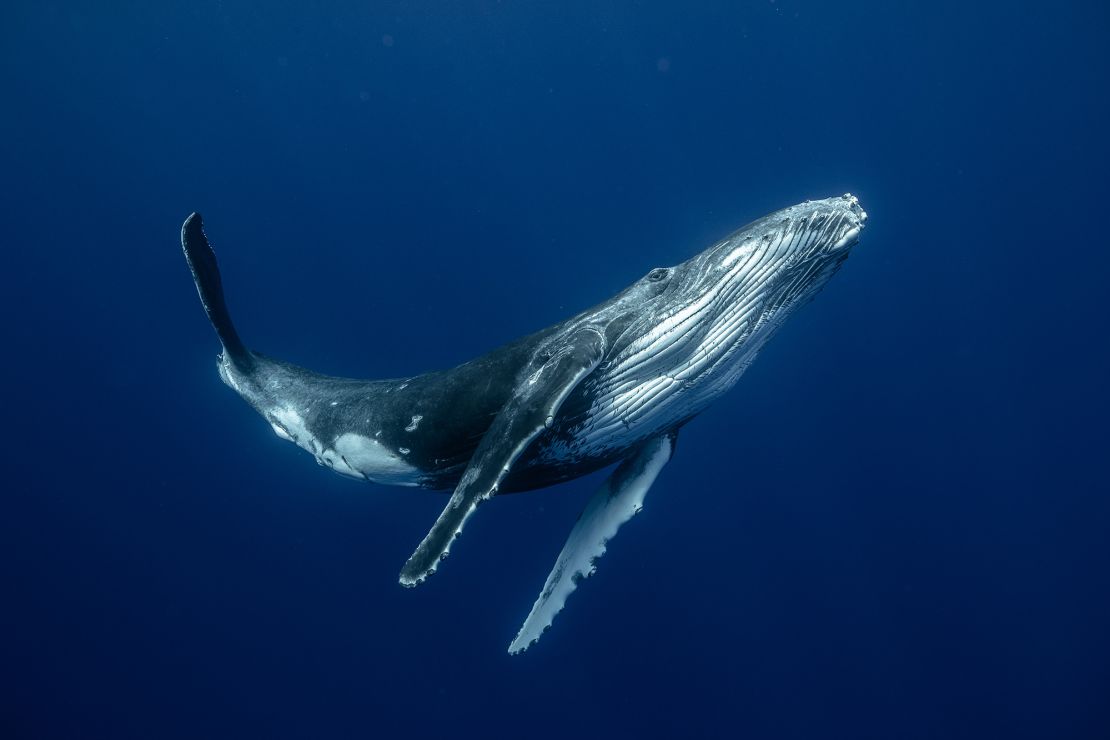 A fatty cushion in its voice box that vibrates when air is pushed out from the lungs allows a humpback whale to create low-frequency sounds underwater to communicate over large distances, according to the study.