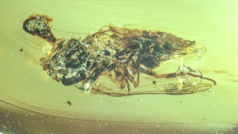 Fungi can be seen growing out of the head of an insect encased in 99-million-year-old amber.  