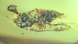 Fungi can be seen growing out of the head of an insect encased in 99-million-year-old amber.  