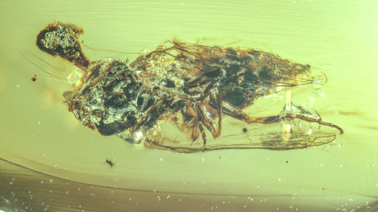 Fungi can be seen growing out of the head of an insect encased in 99-million-year-old amber.  
