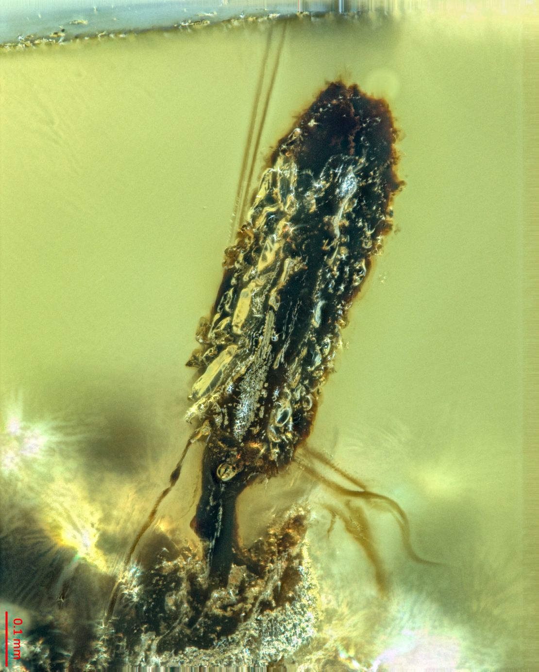 An ant pupa infected with a parasitic fungus is seen encased in 99 million-year-old amber.