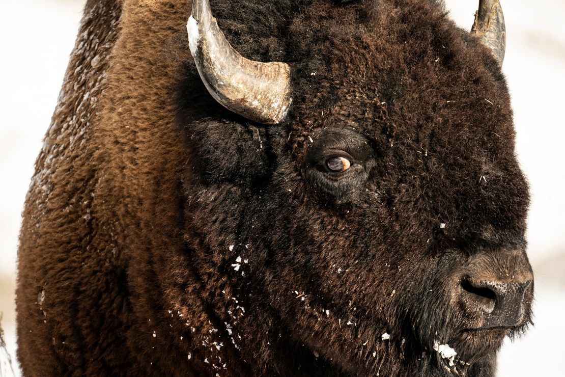 A bison relaxes in the snow in the Lamar Valley of Yellowstone National Park. If a bison makes continuous eye contact with you, that's a sign that it thinks you're intruding on its space.