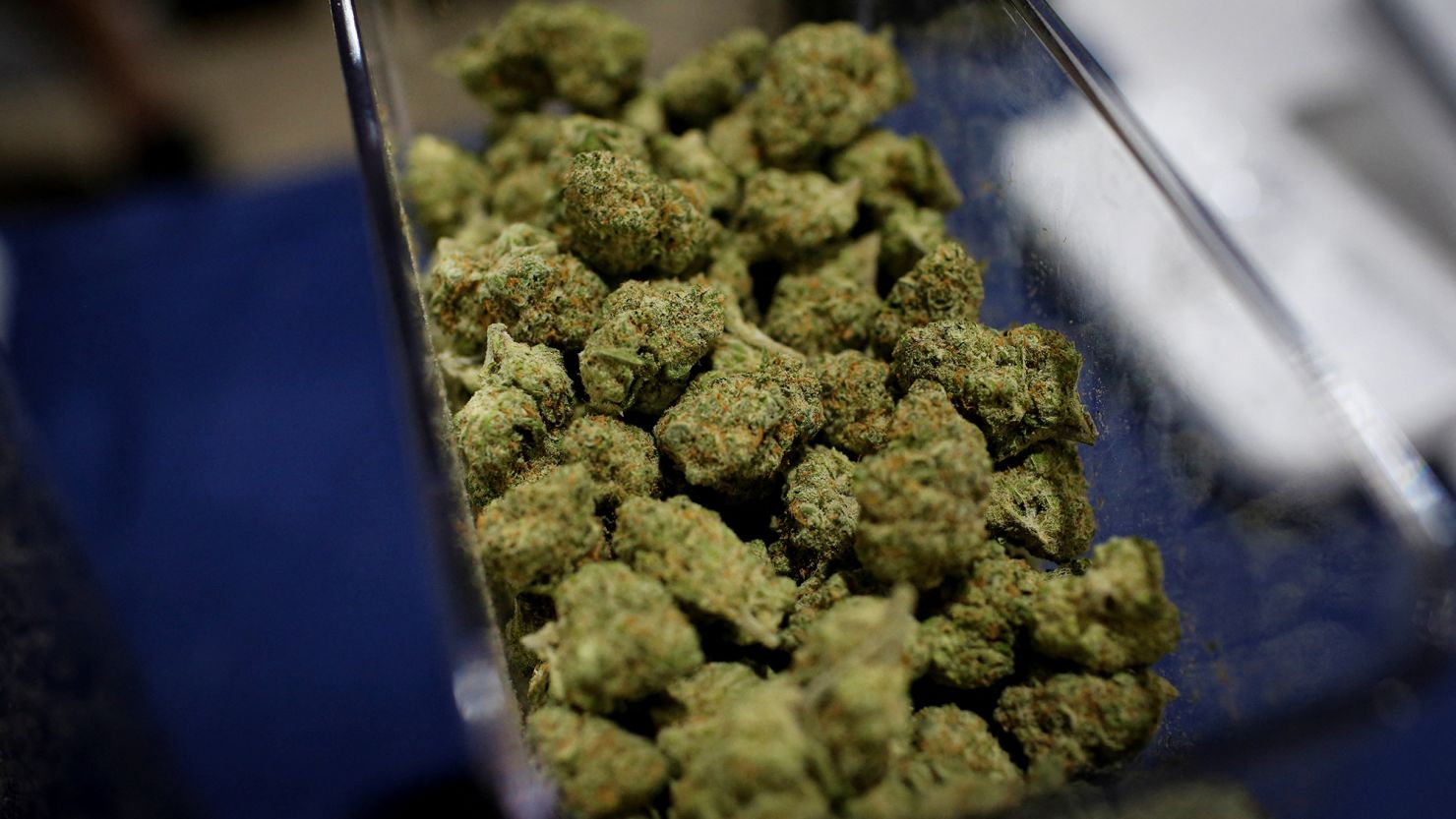 Cannabis buds are seen in a container during the Cannadelic Miami expo, in Miami on February 5, 2022.