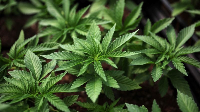 Байдън приветства „монументалните“ стъпки към облекчаване на правилата за марихуаната, тъй като процесът на разсрочване напредва