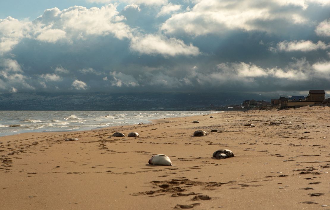 A view shows dead Caspian seals washed up on the coast of the Caspian Sea in Makhachkala, Russia, December 6, 2022.