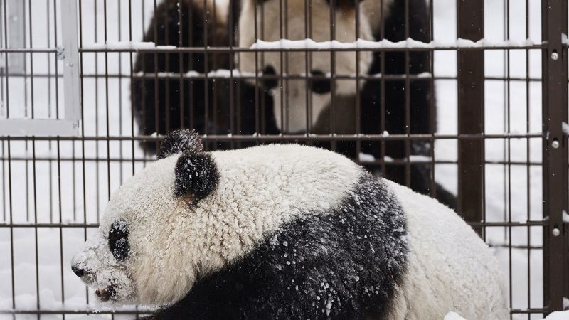 Finland Zoo brengt reuzenpanda’s terug naar China omdat het te duur is om ze groot te brengen