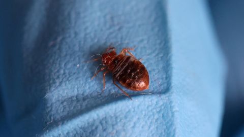 A bedbug is seen on the glove of a biocide technician treating an apartment on September 29 in the French town of L'Hay-les-Roses, near Paris.