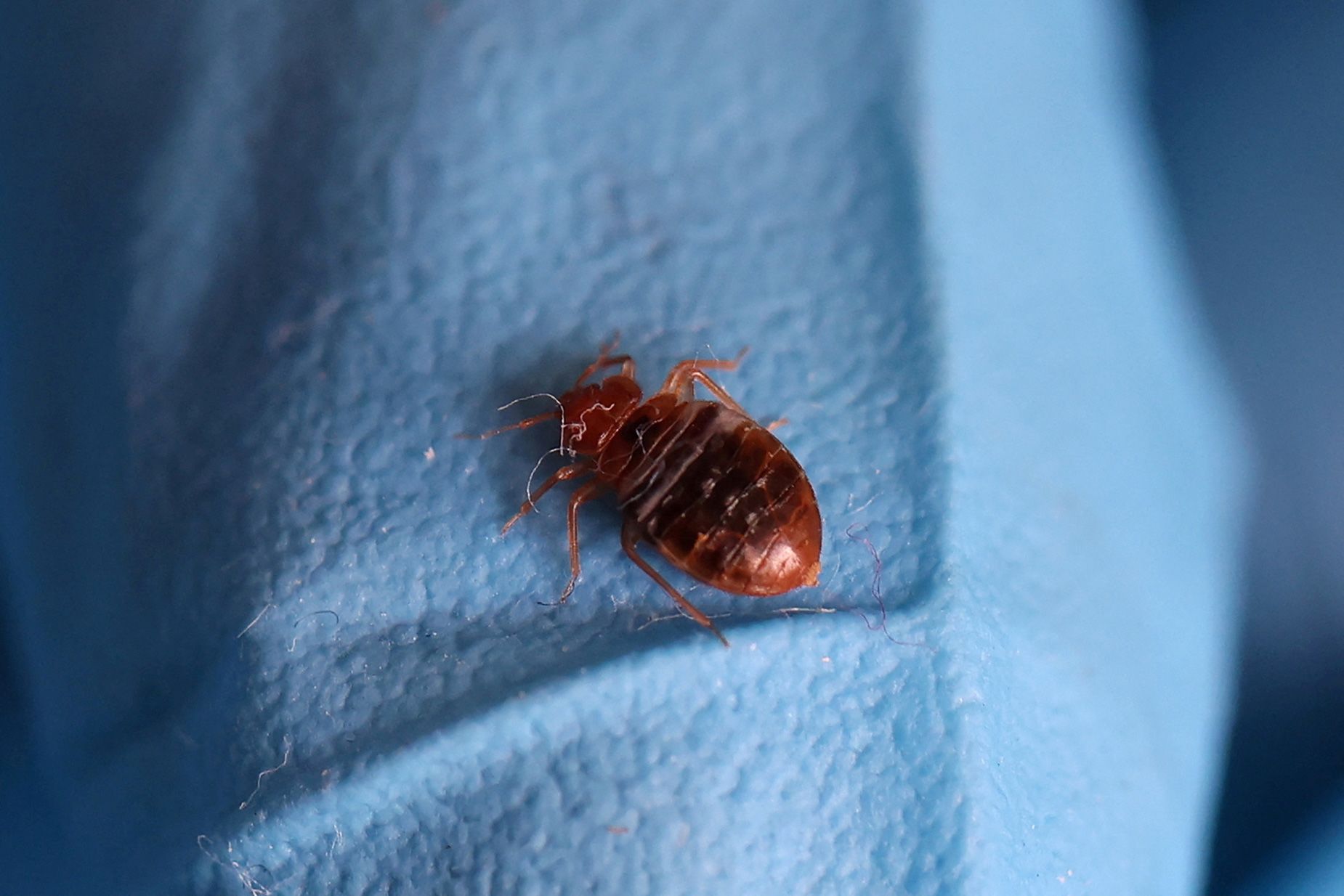 The telltale SMELL that means you've got a bed bug infestation - and how to  exterminate them