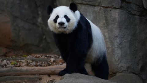 Yang Yang, the giant panda that China loaned to Zoo Atlanta, looks on in its enclosure in Atlanta, Georgia, U.S., December 7, 2023.  REUTERS/Megan Varner