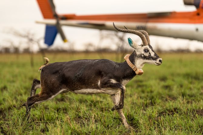 South Sudan is home to ‘world’s largest land mammal migration.’ War ...