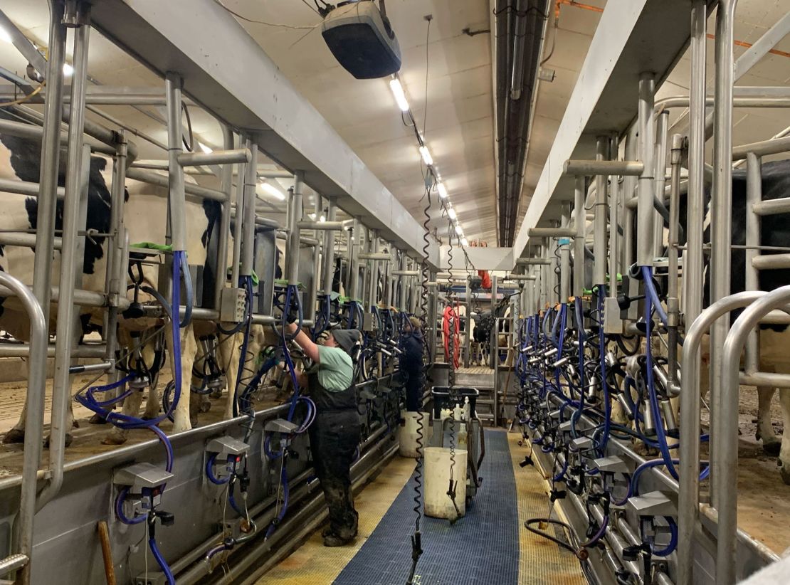 Cows being milked at Penn State for ice cream, milk, butter and cheese production.