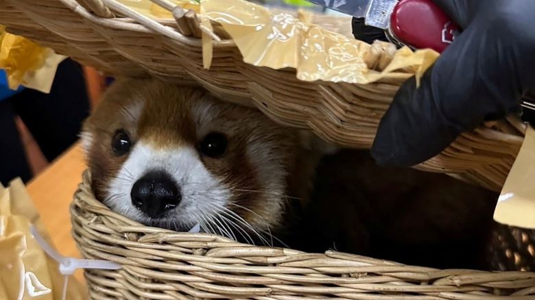 A confiscated red panda is seen inside luggage at Bangkok's Suvarnabhumi Airport after authorities arrested Indian national passengers who tried to smuggle wildlife.