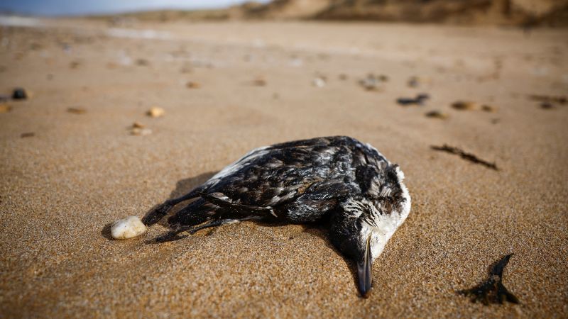 More than 500 dead seabirds wash up on French beaches