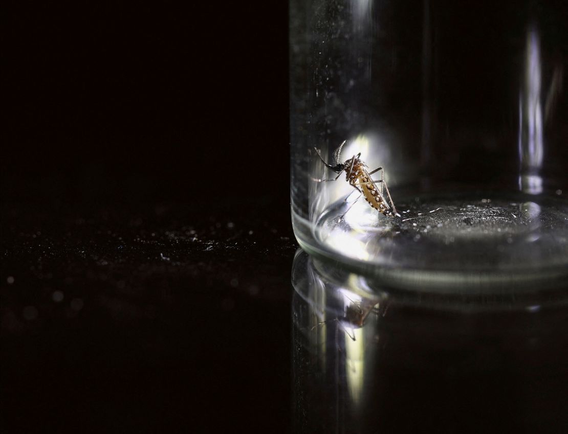 An Aedes aegypti mosquito is kept in a container in Buenos Aires, Argentina March 13, 2024.