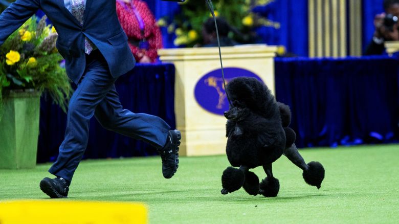 Sage, a Poodle Miniature from Houston, Texas, wins the Best in Show Group during the 148th Westminster Kennel Club Dog Show at the USTA Billie Jean King National Tennis Center, in New York City, New York, U.S., May 14, 2024. REUTERS/Eduardo Munoz